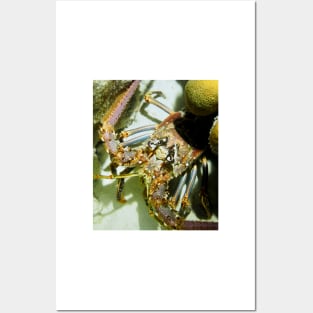 Caribbean Reef Lobster Close Up - Macro Head Photograph Posters and Art